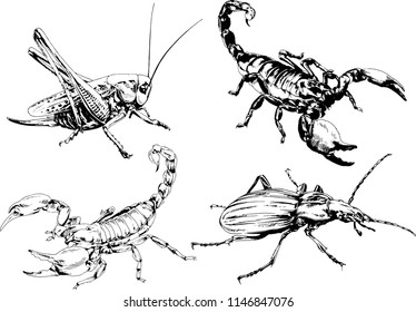 vector drawings sketches different insects bugs Scorpions spiders drawn in ink by hand , objects with no background