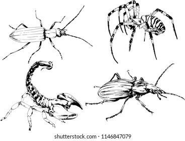 vector drawings sketches different insects bugs Scorpions spiders drawn in ink by hand , objects with no background