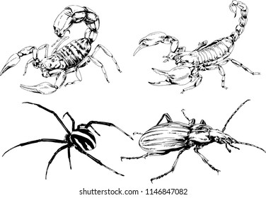 vector drawings sketches different insects bugs Scorpions spiders drawn in ink by hand , objects with no background