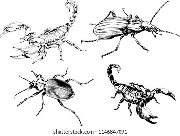 vector drawings sketches different insects bugs Scorpions spiders drawn in ink by hand , objects with no background