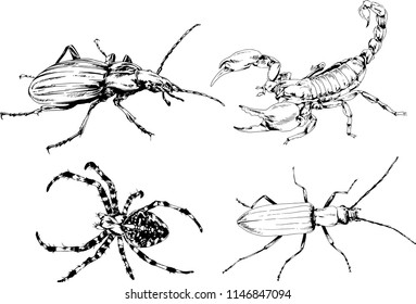 vector drawings sketches different insects bugs Scorpions spiders drawn in ink by hand , objects with no background