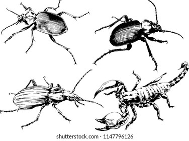 vector drawings sketches different insects bugs Scorpions spiders drawn in ink by hand , objects with no background