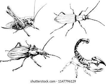 vector drawings sketches different insects bugs Scorpions spiders drawn in ink by hand , objects with no background