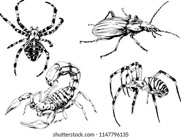 vector drawings sketches different insects bugs Scorpions spiders drawn in ink by hand , objects with no background