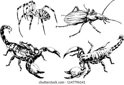 vector drawings sketches different insects bugs Scorpions spiders drawn in ink by hand , objects with no background