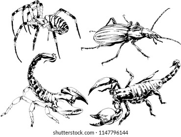 vector drawings sketches different insects bugs Scorpions spiders drawn in ink by hand , objects with no background