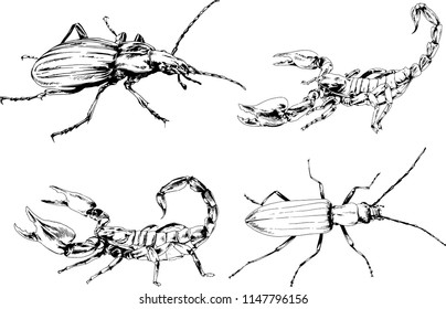 vector drawings sketches different insects bugs Scorpions spiders drawn in ink by hand , objects with no background
