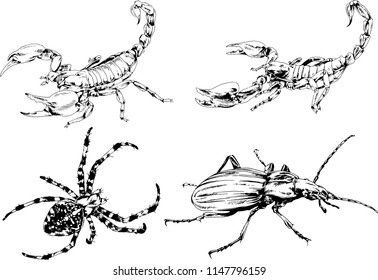 vector drawings sketches different insects bugs Scorpions spiders drawn in ink by hand , objects with no background