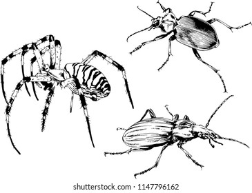 vector drawings sketches different insects bugs Scorpions spiders drawn in ink by hand , objects with no background