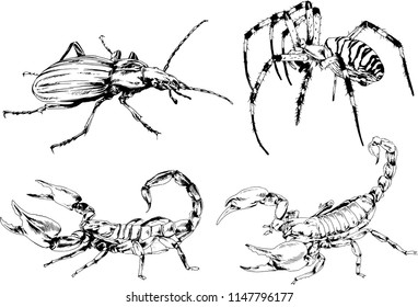 vector drawings sketches different insects bugs Scorpions spiders drawn in ink by hand , objects with no background