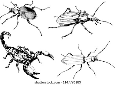 vector drawings sketches different insects bugs Scorpions spiders drawn in ink by hand , objects with no background
