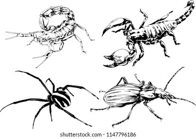 vector drawings sketches different insects bugs Scorpions spiders drawn in ink by hand , objects with no background