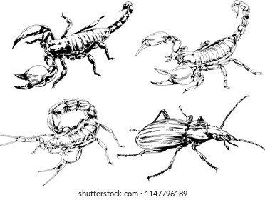 vector drawings sketches different insects bugs Scorpions spiders drawn in ink by hand , objects with no background
