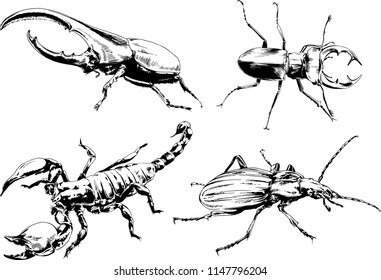 vector drawings sketches different insects bugs Scorpions spiders drawn in ink by hand , objects with no background