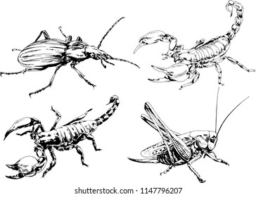 vector drawings sketches different insects bugs Scorpions spiders drawn in ink by hand , objects with no background