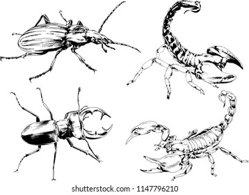 vector drawings sketches different insects bugs Scorpions spiders drawn in ink by hand , objects with no background