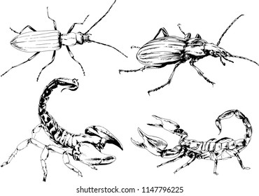 vector drawings sketches different insects bugs Scorpions spiders drawn in ink by hand , objects with no background