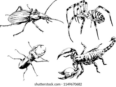 vector drawings sketches different insects bugs Scorpions spiders drawn in ink by hand , objects with no background