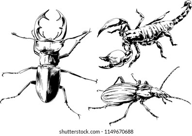 vector drawings sketches different insects bugs Scorpions spiders drawn in ink by hand , objects with no background