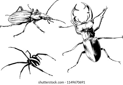 vector drawings sketches different insects bugs Scorpions spiders drawn in ink by hand , objects with no background