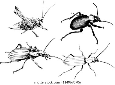 vector drawings sketches different insects bugs Scorpions spiders drawn in ink by hand , objects with no background