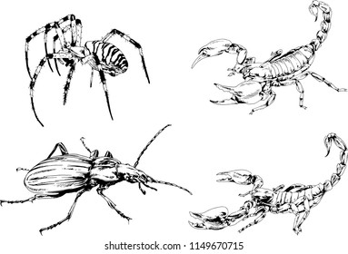 vector drawings sketches different insects bugs Scorpions spiders drawn in ink by hand , objects with no background