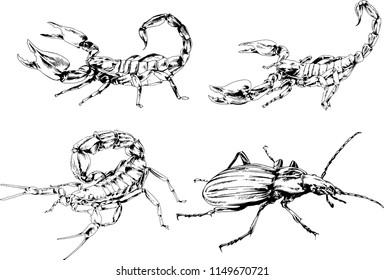 vector drawings sketches different insects bugs Scorpions spiders drawn in ink by hand , objects with no background