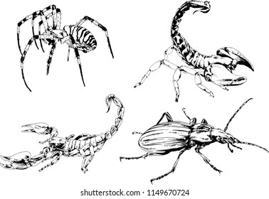 vector drawings sketches different insects bugs Scorpions spiders drawn in ink by hand , objects with no background