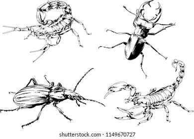 vector drawings sketches different insects bugs Scorpions spiders drawn in ink by hand , objects with no background