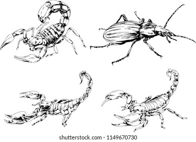 vector drawings sketches different insects bugs Scorpions spiders drawn in ink by hand , objects with no background