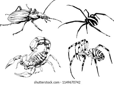 vector drawings sketches different insects bugs Scorpions spiders drawn in ink by hand , objects with no background