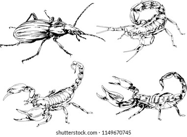 vector drawings sketches different insects bugs Scorpions spiders drawn in ink by hand , objects with no background