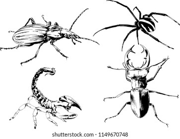 vector drawings sketches different insects bugs Scorpions spiders drawn in ink by hand , objects with no background