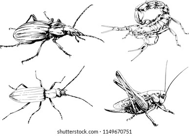 vector drawings sketches different insects bugs Scorpions spiders drawn in ink by hand , objects with no background