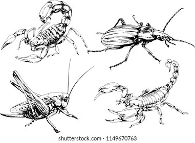 vector drawings sketches different insects bugs Scorpions spiders drawn in ink by hand , objects with no background