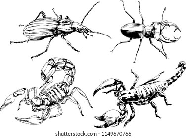 vector drawings sketches different insects bugs Scorpions spiders drawn in ink by hand , objects with no background