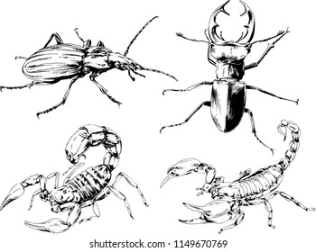 vector drawings sketches different insects bugs Scorpions spiders drawn in ink by hand , objects with no background
