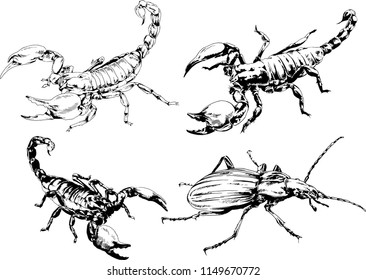 vector drawings sketches different insects bugs Scorpions spiders drawn in ink by hand , objects with no background