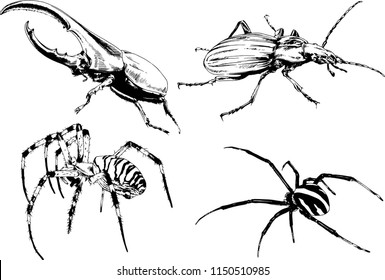 vector drawings sketches different insects bugs Scorpions spiders drawn in ink by hand , objects with no background