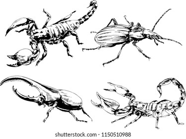 vector drawings sketches different insects bugs Scorpions spiders drawn in ink by hand , objects with no background