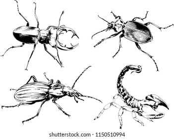 vector drawings sketches different insects bugs Scorpions spiders drawn in ink by hand , objects with no background