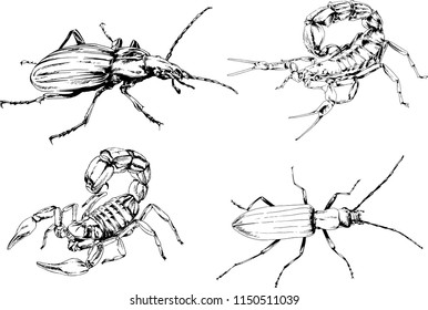 vector drawings sketches different insects bugs Scorpions spiders drawn in ink by hand , objects with no background