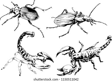 vector drawings sketches different insects bugs Scorpions spiders drawn in ink by hand , objects with no background