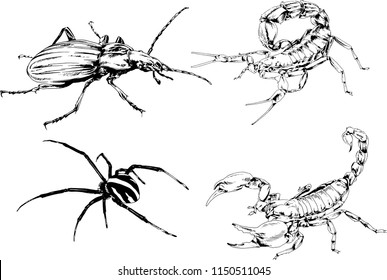 vector drawings sketches different insects bugs Scorpions spiders drawn in ink by hand , objects with no background