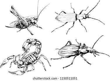 vector drawings sketches different insects bugs Scorpions spiders drawn in ink by hand , objects with no background