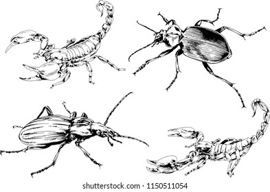 vector drawings sketches different insects bugs Scorpions spiders drawn in ink by hand , objects with no background