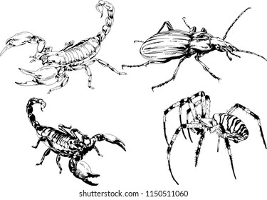 vector drawings sketches different insects bugs Scorpions spiders drawn in ink by hand , objects with no background