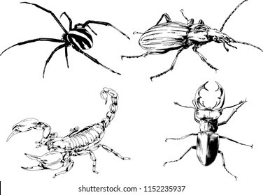 vector drawings sketches different insects bugs Scorpions spiders drawn in ink by hand , objects with no background