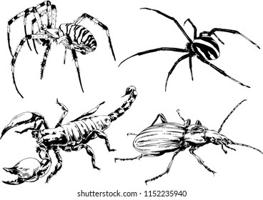 vector drawings sketches different insects bugs Scorpions spiders drawn in ink by hand , objects with no background