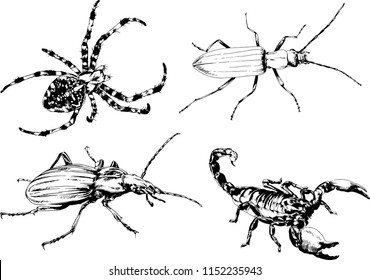 vector drawings sketches different insects bugs Scorpions spiders drawn in ink by hand , objects with no background